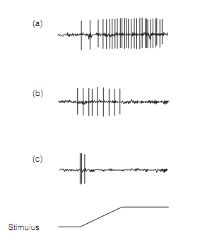 217_Static and dynamic rate coding.png